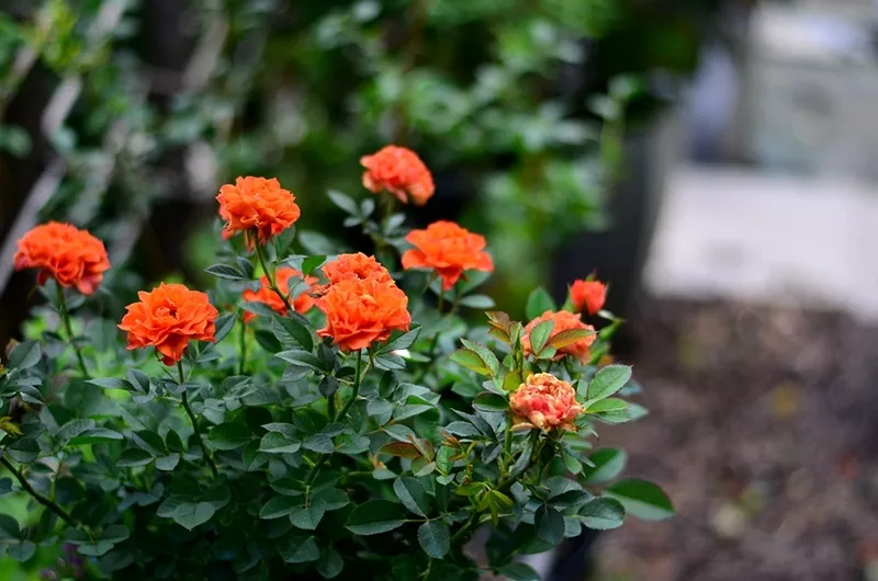 趁著天熱給月季花苞“剪幾刀”，秋花又大又密