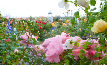 開啟園藝新零售！這家企業(yè)要在“2019中國（長興）花木大會”呼風(fēng)喚雨！