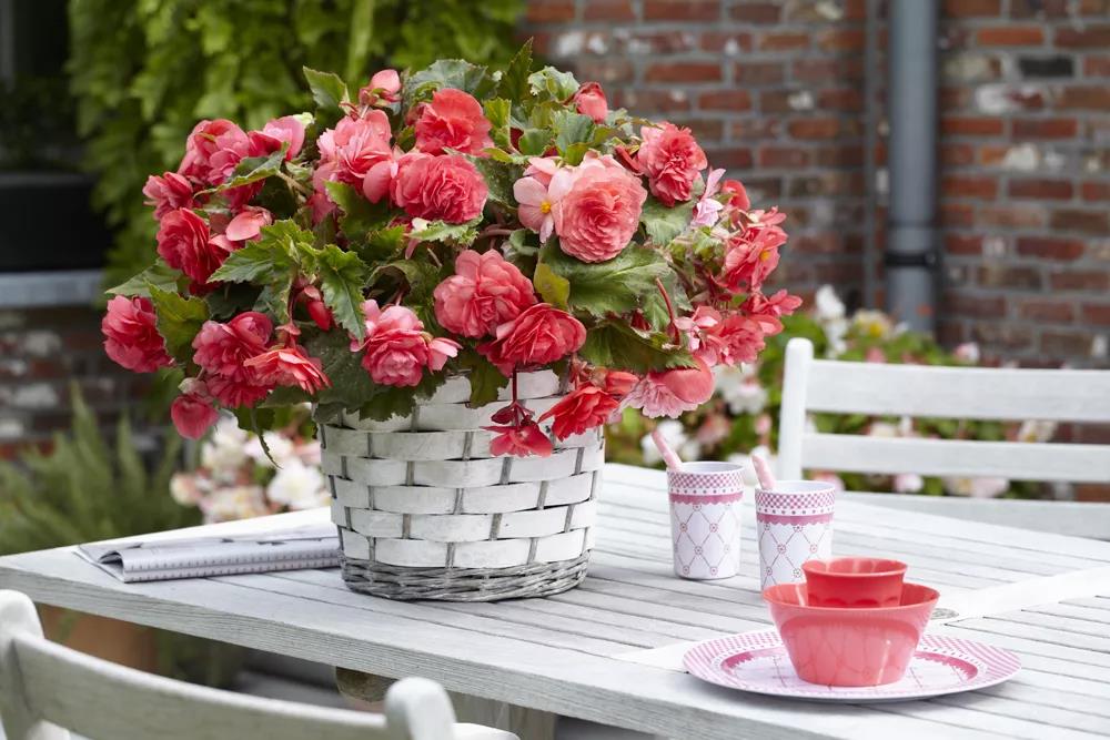 形如牡丹，花似月季：球根海棠的選品與養(yǎng)護