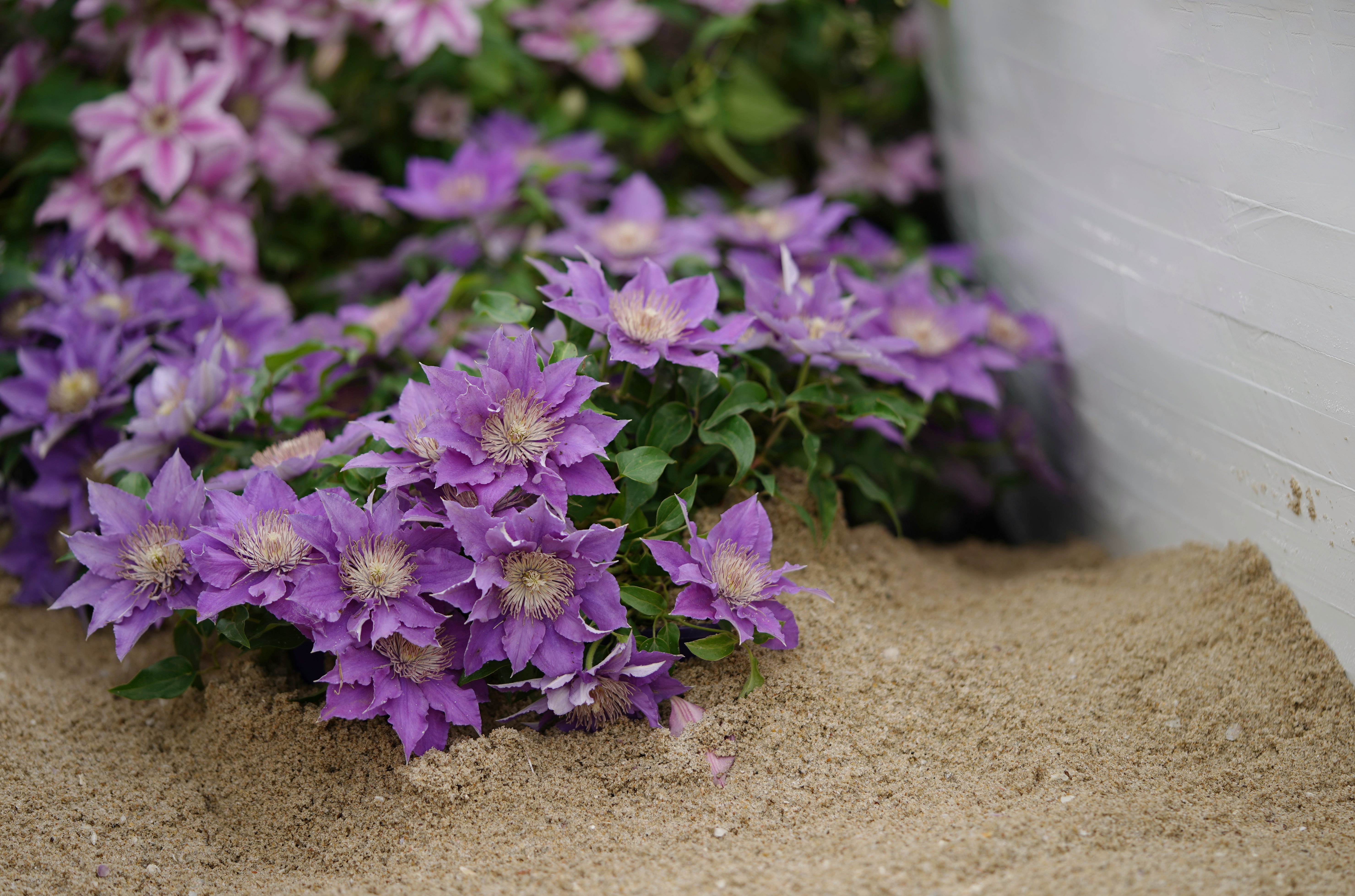 預(yù)防大于治療，鐵線蓮當(dāng)季病蟲害指南，新手學(xué)了也能輕松度夏！