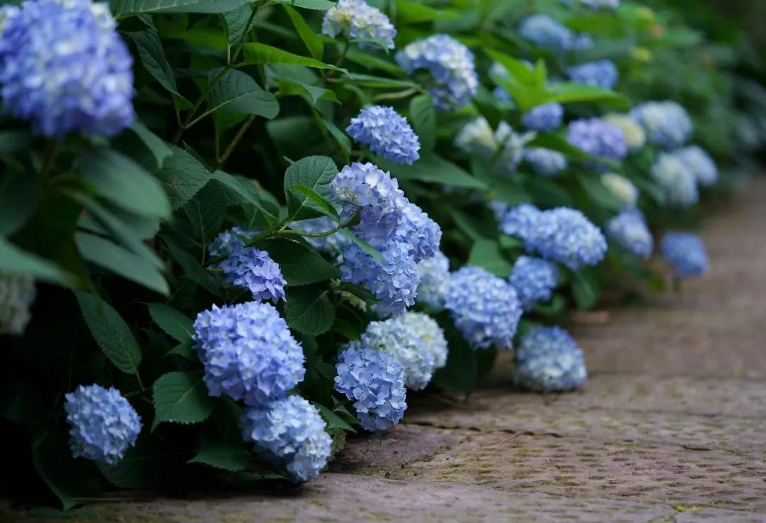 你真的了解繡球么？園藝大神上線，詳解關(guān)于繡球的一切