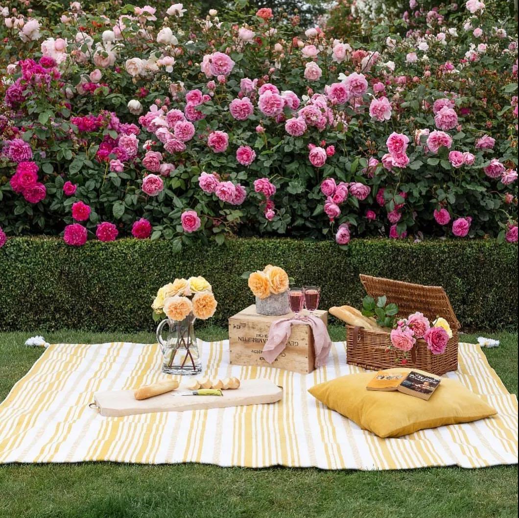 把握九月黃金期，換盆、修剪......這些養(yǎng)護(hù)別松懈