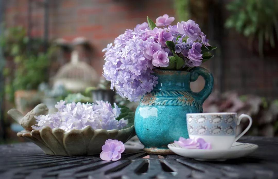 為什么六月的繡球都趴下了？