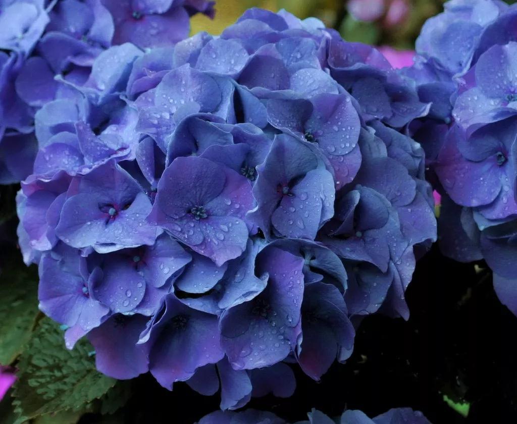 繡球究竟有多美，看了這17款進口新品種后立馬沉醉