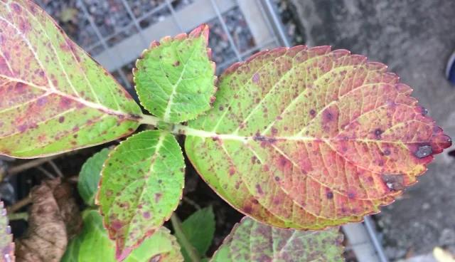 雨雨雨的日子，你家花花草草做好應(yīng)對(duì)準(zhǔn)備了嗎？