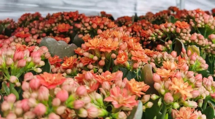 園藝小講堂丨花開正旺的長(zhǎng)壽花養(yǎng)護(hù)技巧