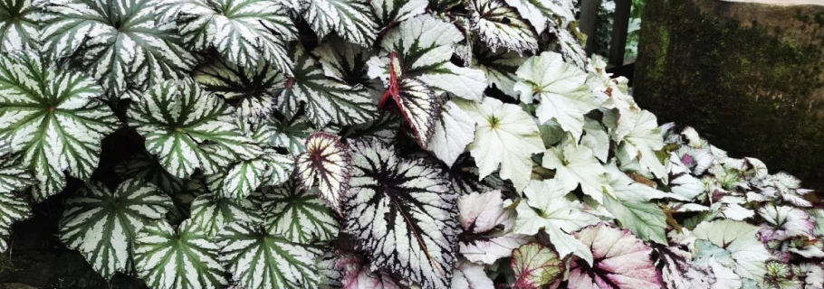 若你喜歡觀葉，其實(shí)她很美 | 園藝百科·秋海棠