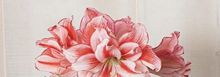 “這是我養(yǎng)過最劃算的球根，沒有之一！”