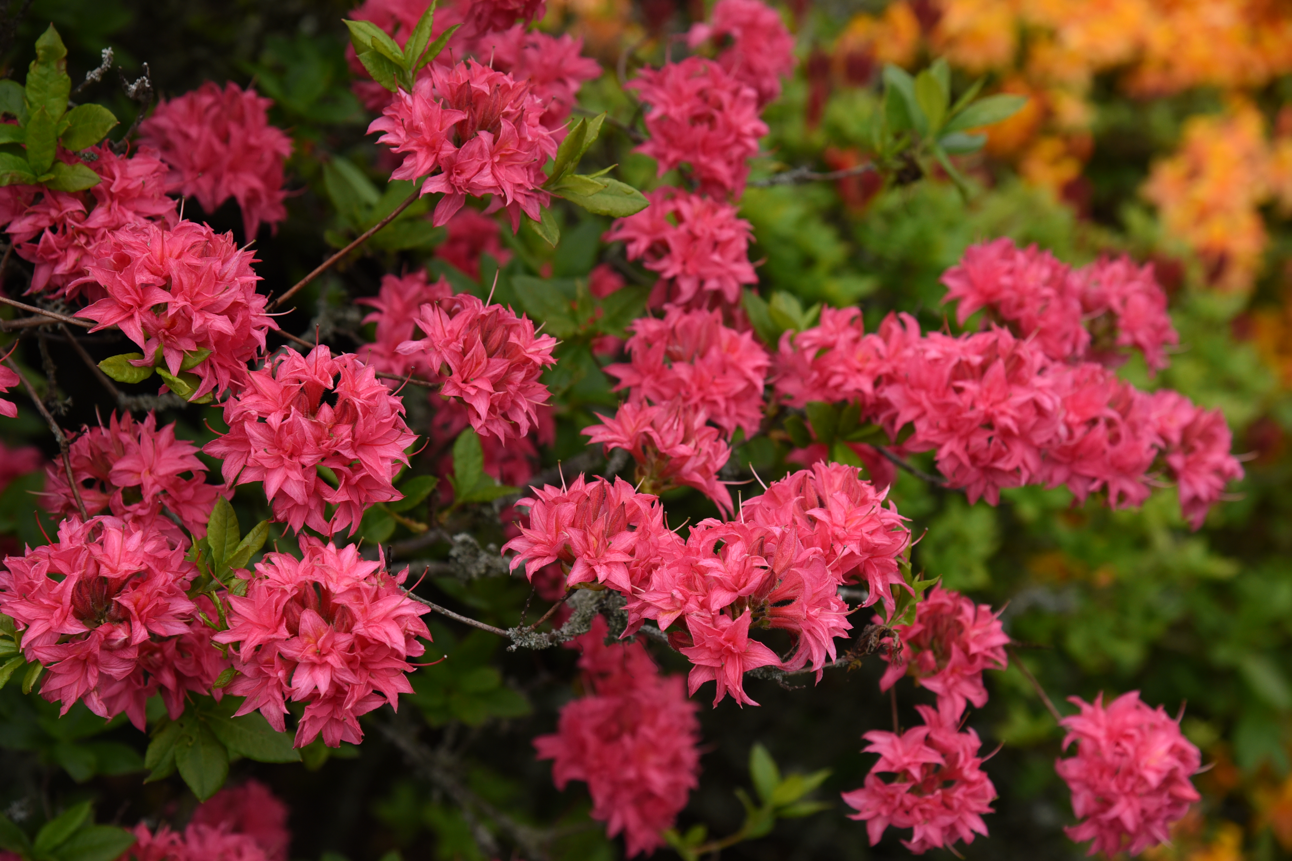 讓花園美到?jīng)]朋友的落葉杜鵑，種下就成傳家寶！