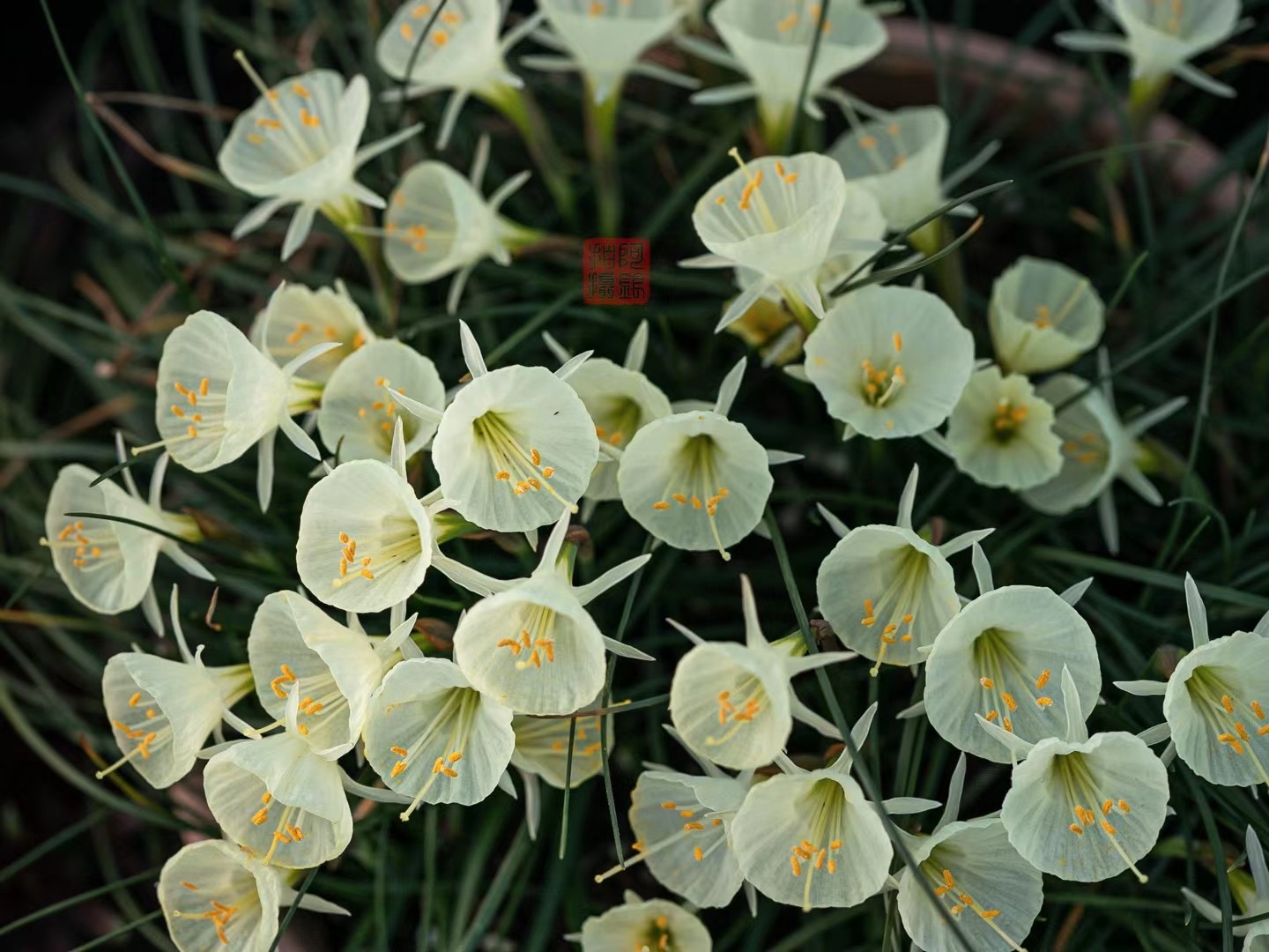 不養(yǎng)圍裙水仙，都不知道球根也可以這么可愛