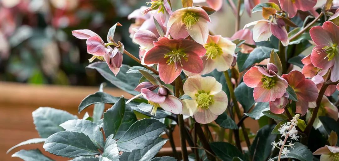 比玫瑰更燦爛，鐵筷子才是360度無死角的仙女花！