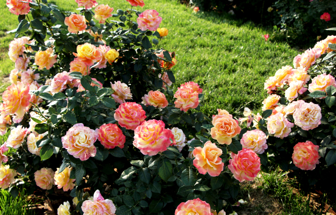 俞紅強×虹越 | 秀外慧中，天性皮實，它們是天生的國月之光！