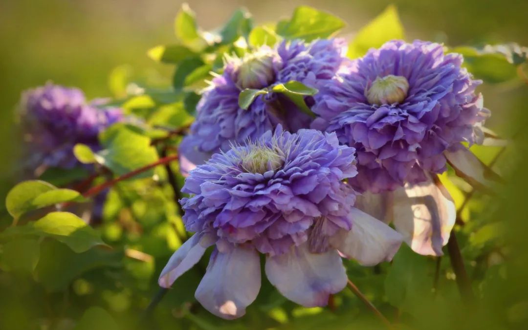 頂級神顏+輕松爆花，論優(yōu)秀你可以永遠相信‘藍光’！