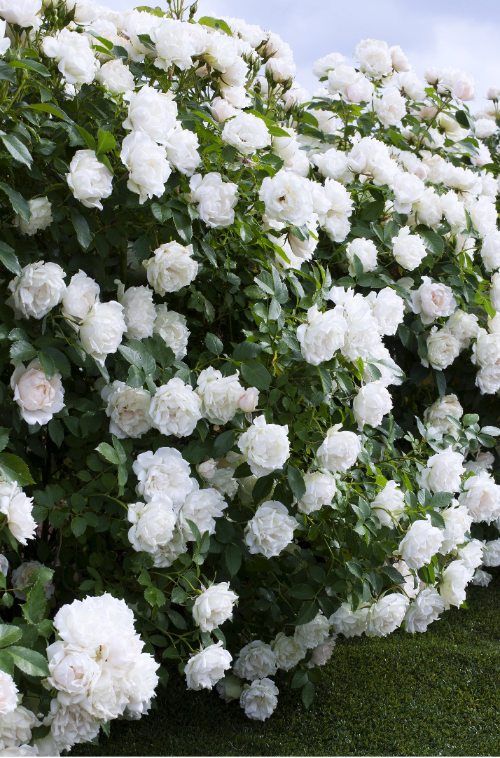 如何讓月季在秋天拼命爆花？第一修剪，第二換盆！