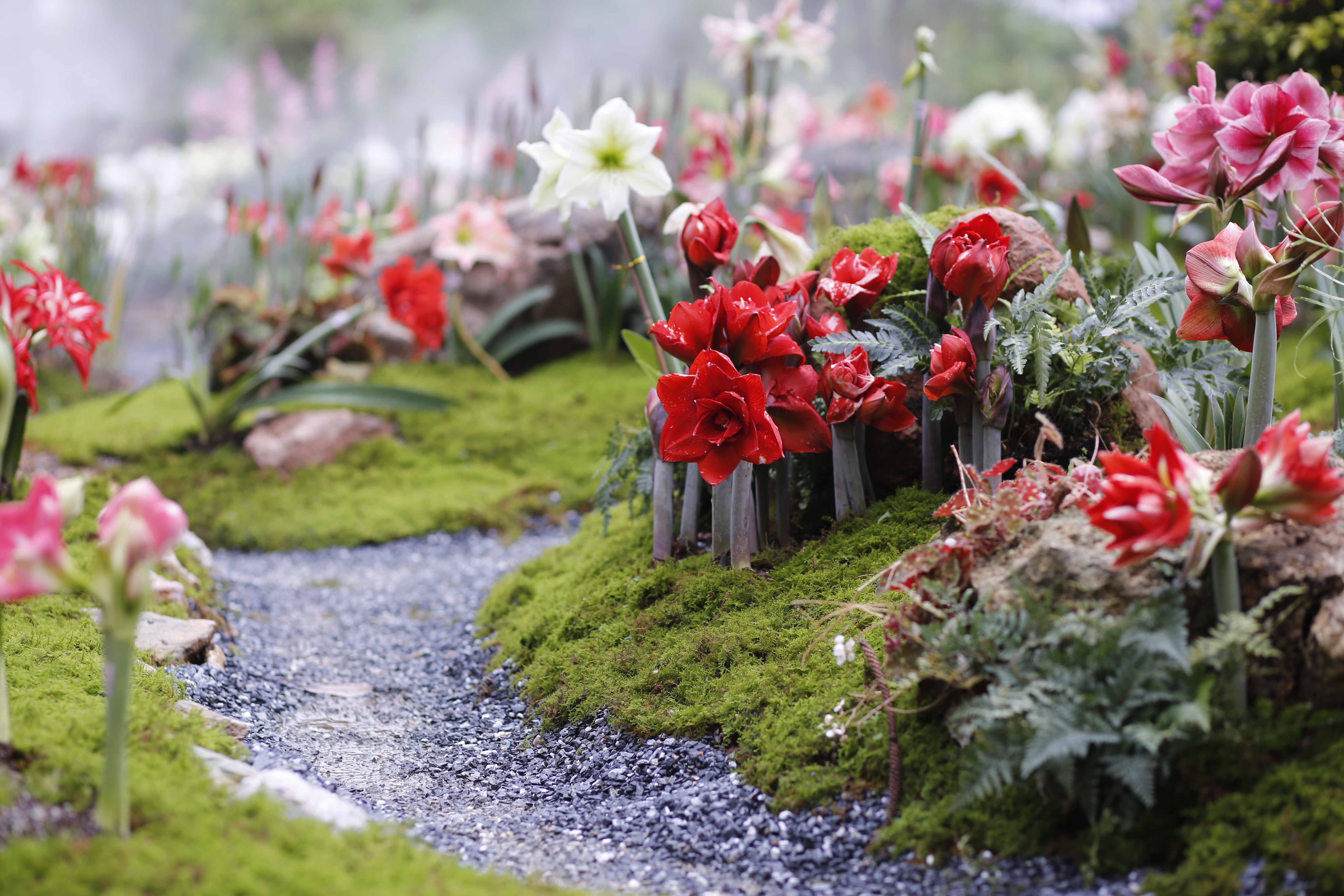 美如畫！2022深圳花展，一起云游最美春天~