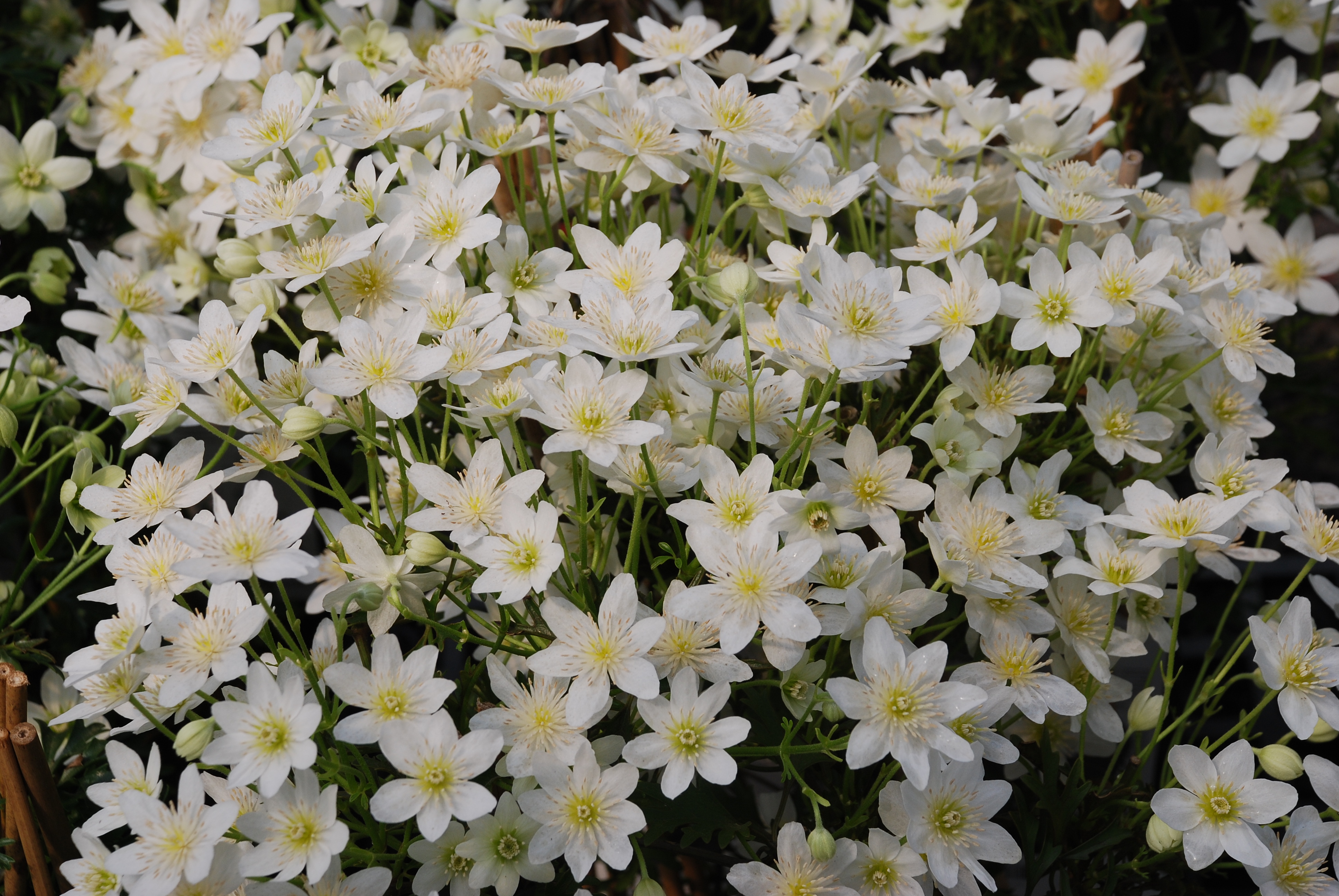 都2022年啦，“美”要勇敢曬出來(lái)！鐵線(xiàn)蓮比美大賽又又又來(lái)了