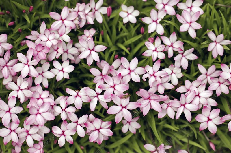 僅需一盆櫻茅，就能獲得‘野趣花園’的最正確打開方式！