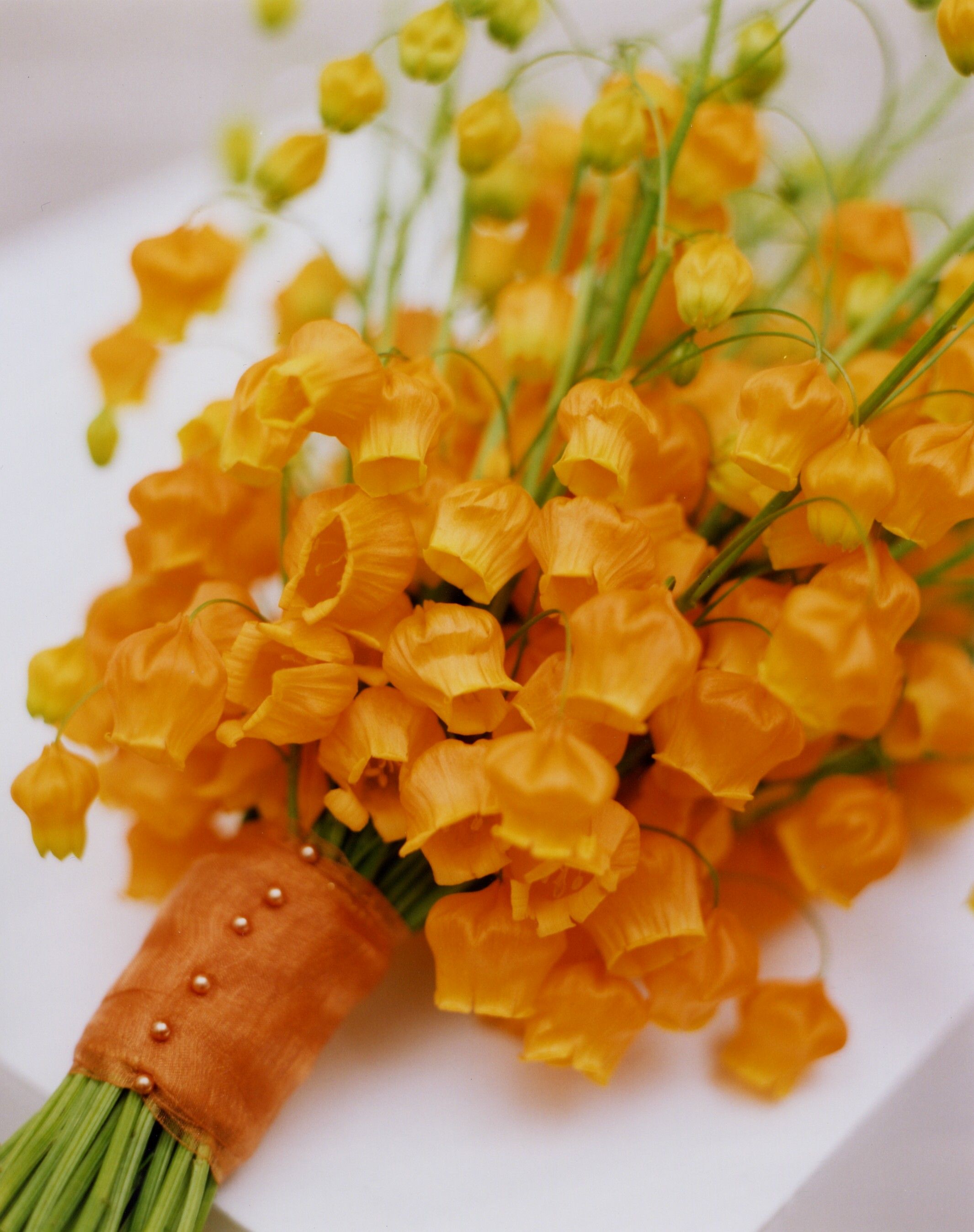 花開(kāi)即出小燈籠的‘百合’，美得就像一幅畫(huà)！