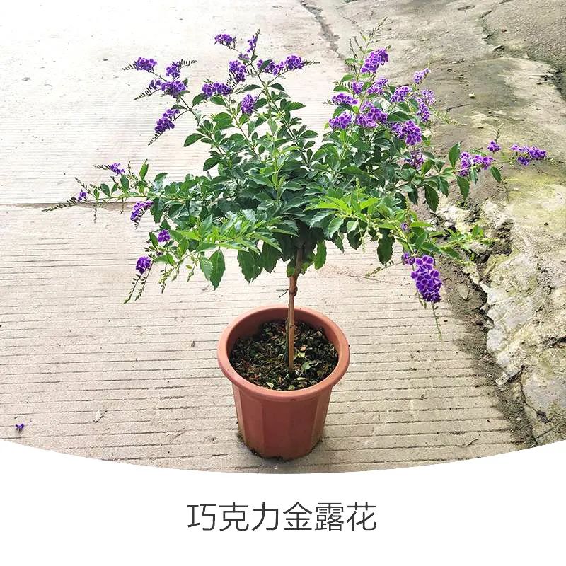 金露花 | 人間巧克力，開(kāi)花時(shí)隔壁小孩要饞哭