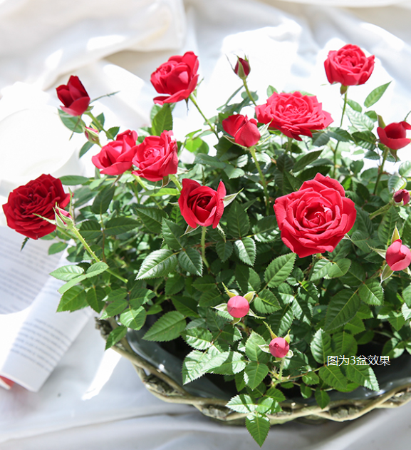 9.9元就能實(shí)現(xiàn)的玫瑰自由，究竟有多快樂！