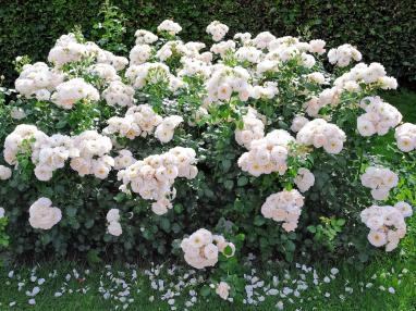 2022深圳花展，這些新優(yōu)品種都獲獎啦！