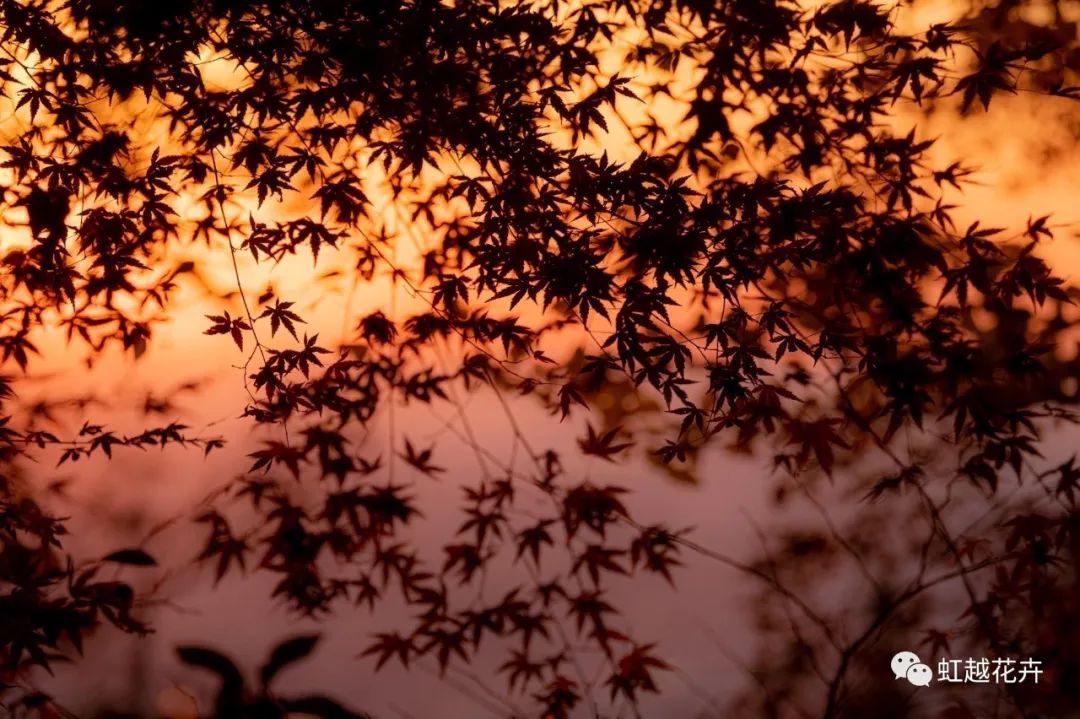 43個(gè)神仙品種！陽(yáng)臺(tái)種紅楓也能很絕美~