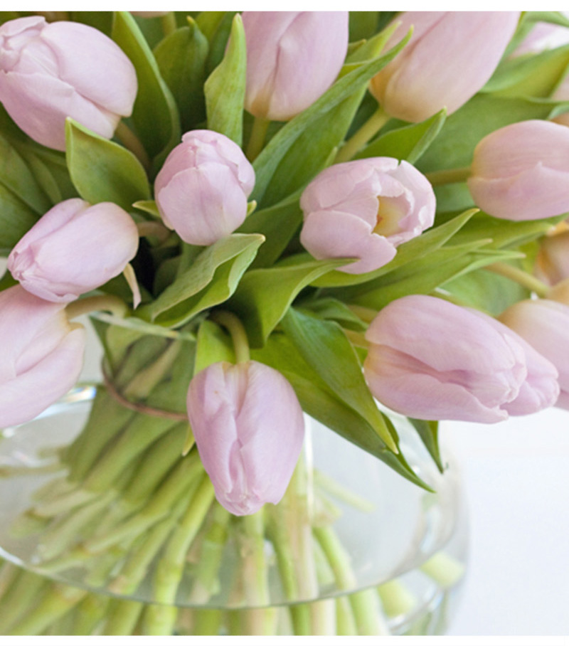 救命！我的郁金香究竟怎么了？