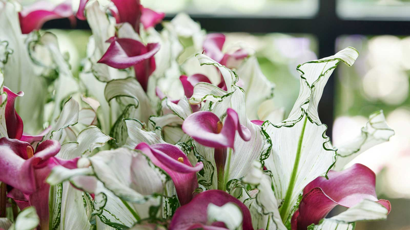 葉比花美，仙到?jīng)]朋友的‘冰雪女王’驚艷上線！