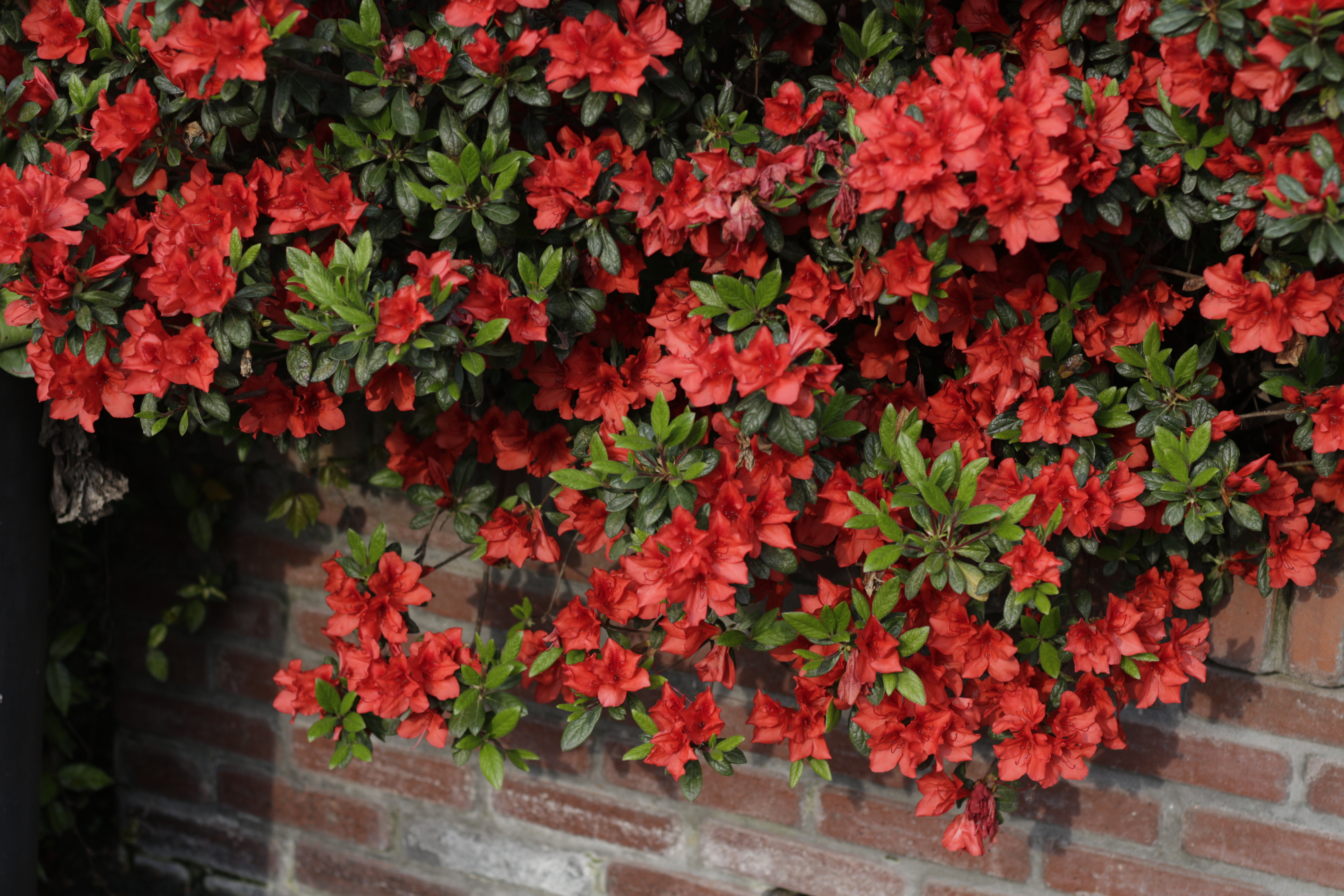 1663316565431628.jpg 1663316565431628.jpg