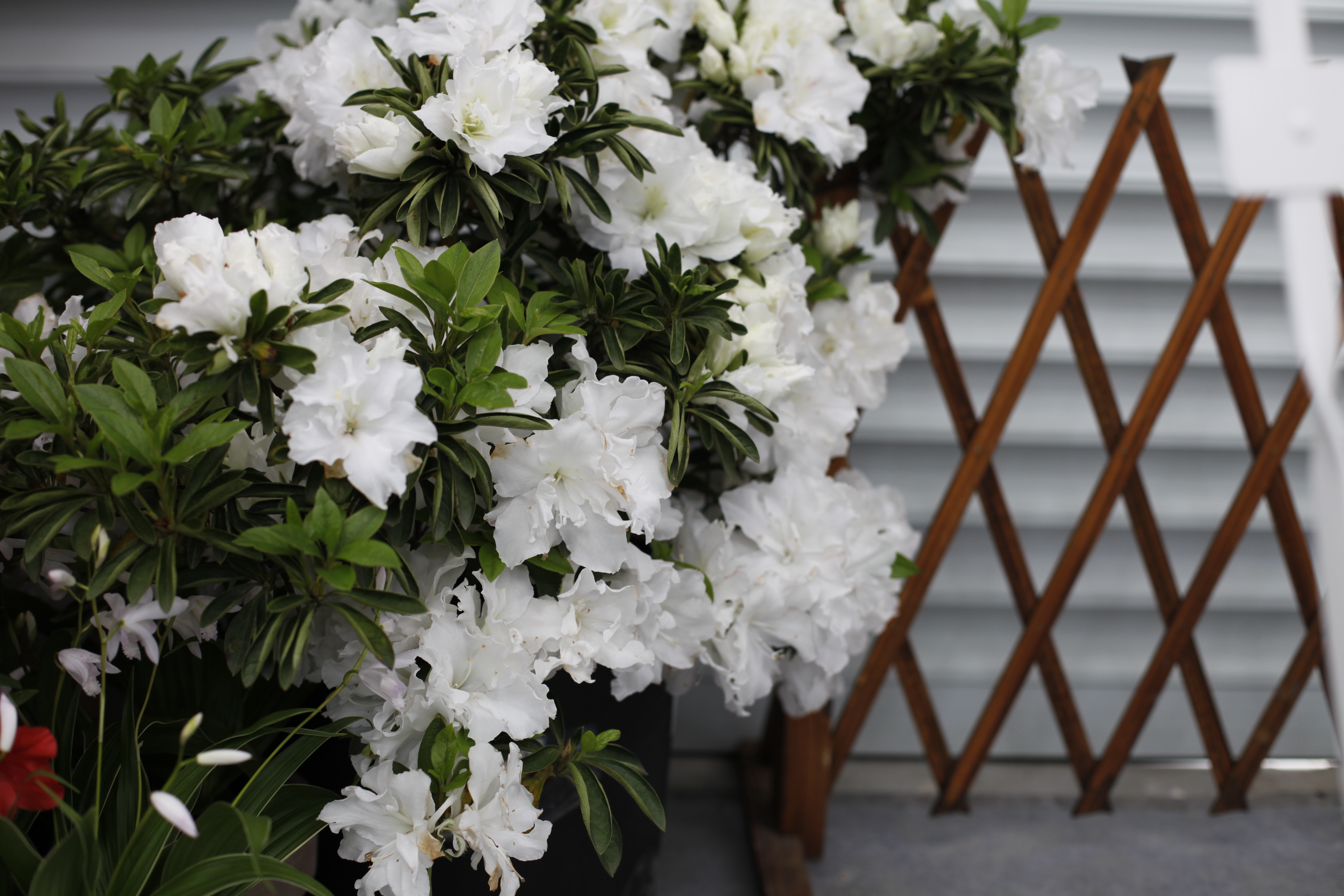 1663316898385723.jpg 1663316898385723.jpg