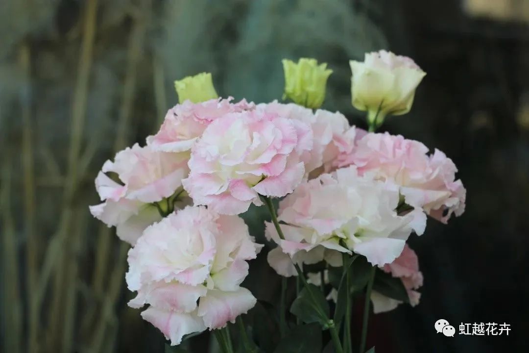 1705892831698100.jpg 1c42ff3a97cabd046960402d0fea6efd.jpg